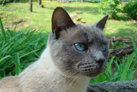 Disappearance alert Cat miscegenation Burmèse Female , 12 years Pont-à-Mousson France