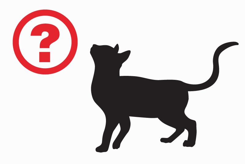 Disappearance alert Cat  Female , 10 years Nancy France