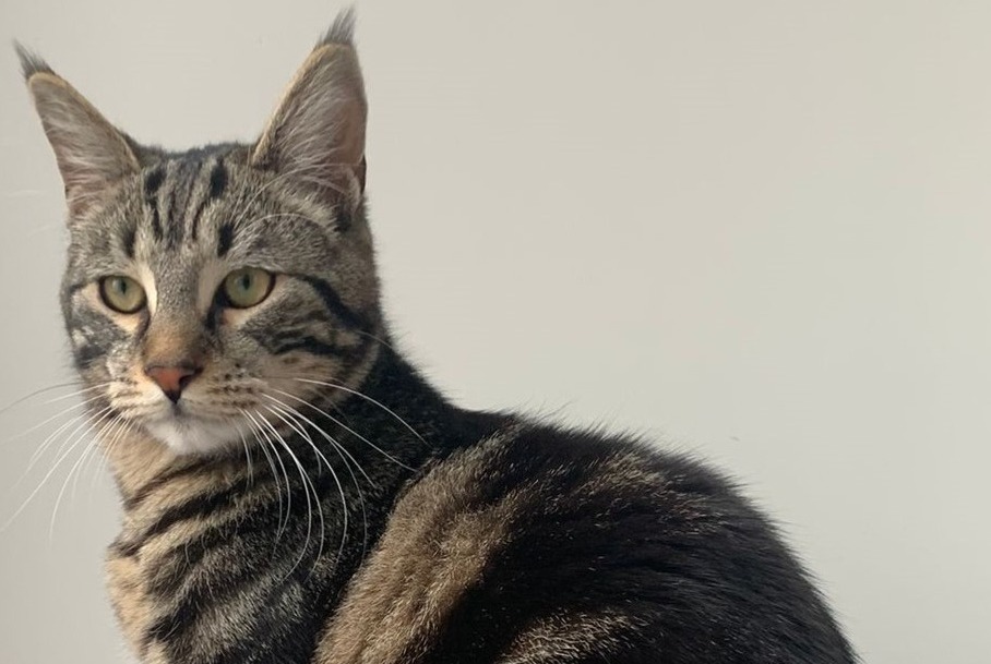 Disappearance alert Cat miscegenation  Male , 2 years Laneuveville-devant-Nancy France