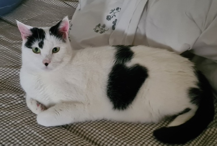 Disappearance alert Cat miscegenation  Male , 4 years Saulxures-lès-Vannes France