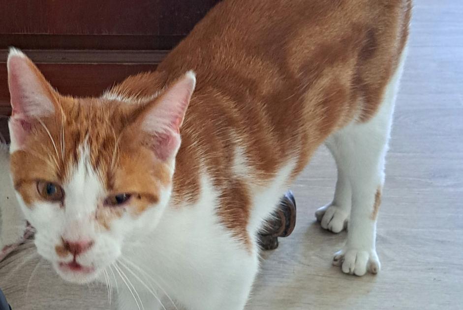 Discovery alert Cat  Female Saulxures-lès-Nancy France
