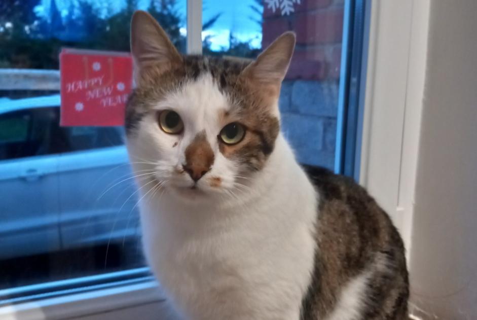 Disappearance alert Cat miscegenation  Male , 2 years Piennes France