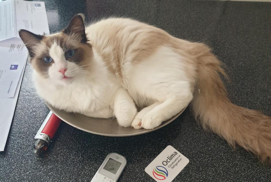 Disappearance alert Cat  Male , 1 years Saint-Nicolas-de-Port France
