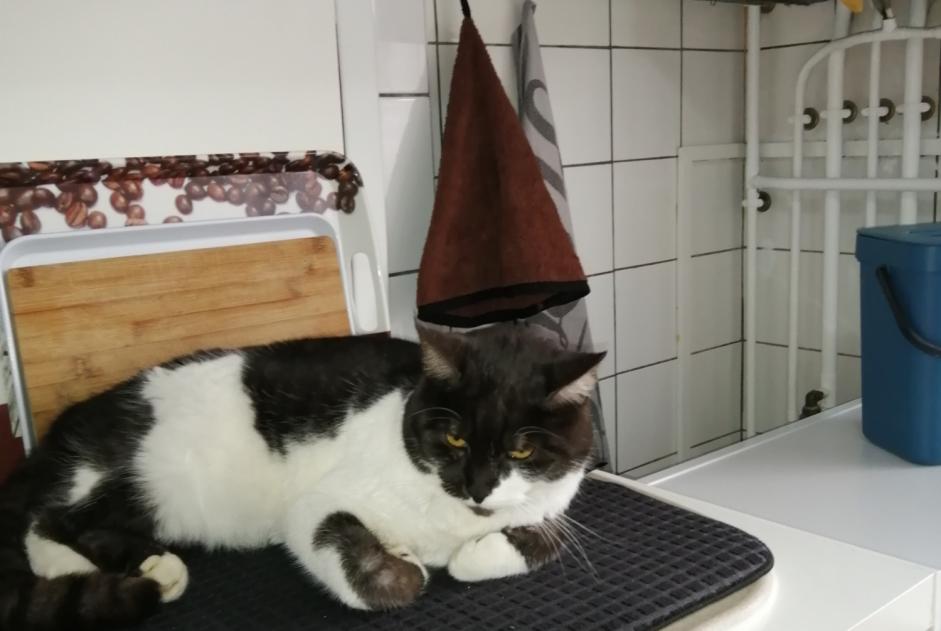 Disappearance alert Cat miscegenation  Female , 3 years Baccarat France