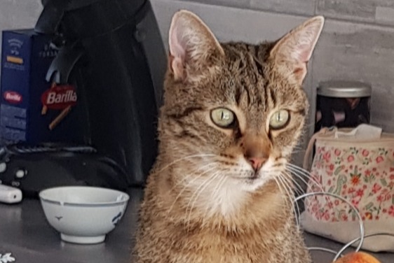 Discovery alert Cat Female Seichamps France