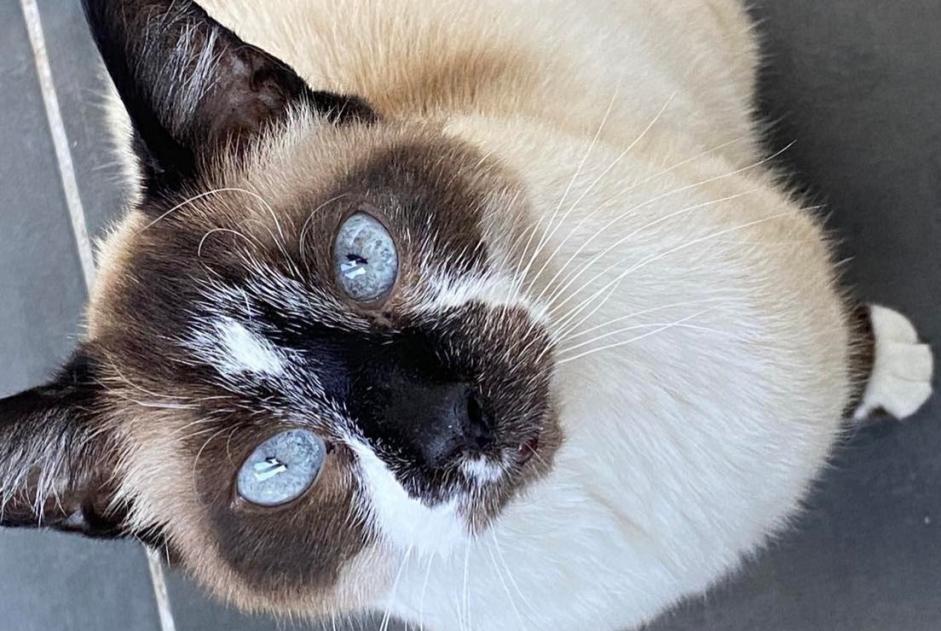Disappearance alert Cat  Female , 18 years Ludres France