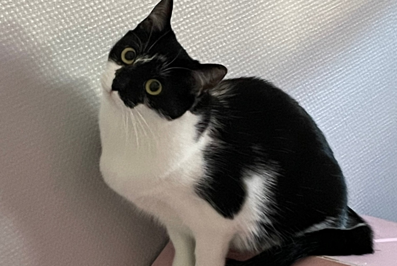 Disappearance alert Cat  Female , 3 years Lexy France