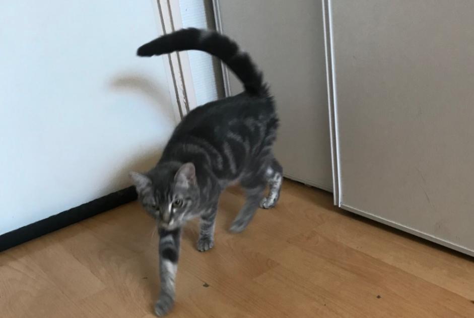 Discovery alert Cat Female Malzéville France
