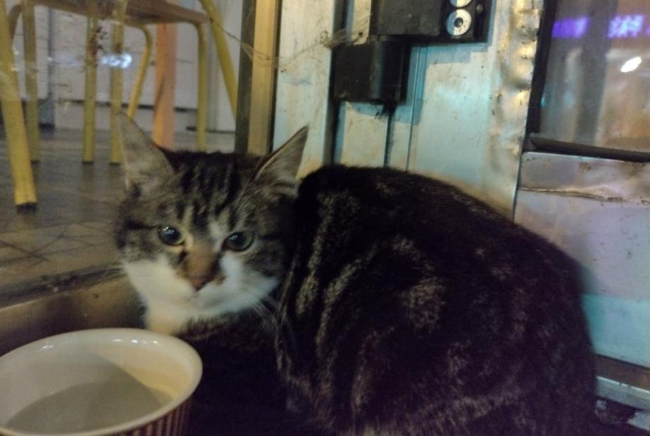 Discovery alert Cat Unknown Jarville-la-Malgrange France