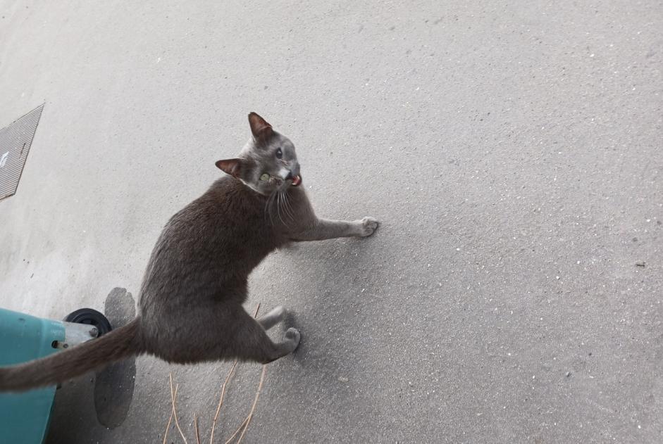 Discovery alert Cat Male Maxéville France Discovery alert Cat Male Maxéville France