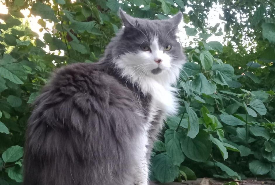 Discovery alert Cat Male , 2 years Nancy France Discovery alert Cat Male , 2 years Nancy France