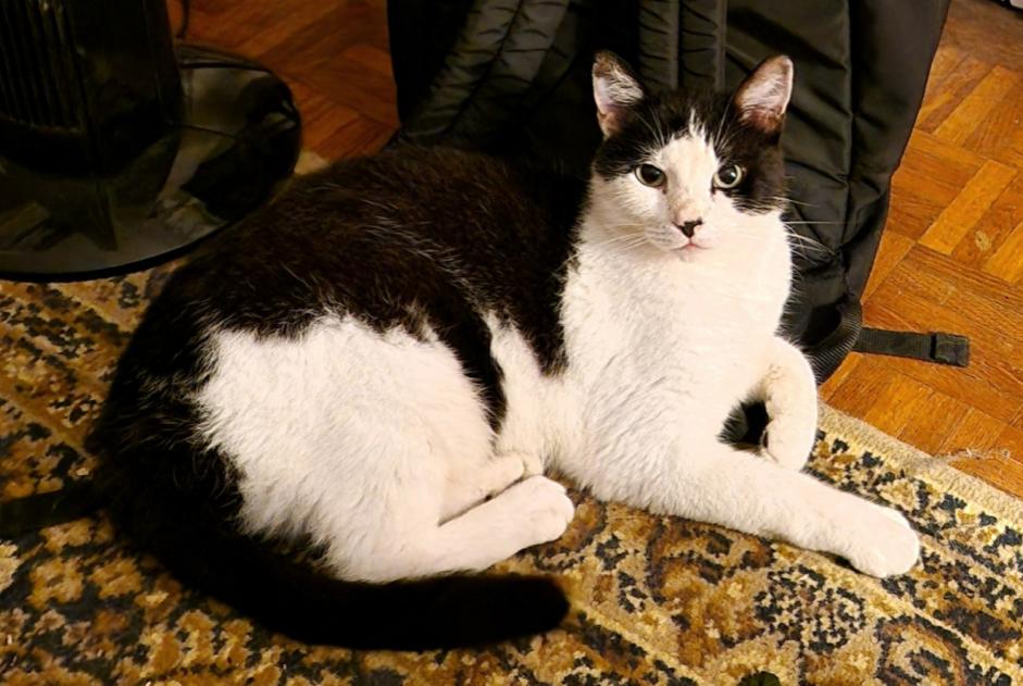 Alerta de Desaparición Gato  Macho , 9 años Vandœuvre-lès-Nancy Francia