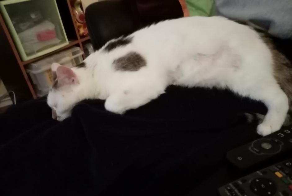 Alerta de Desaparición Gato  Hembra , 13 años Nancy Francia