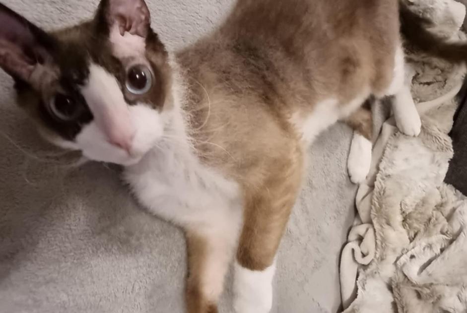 Alerte Disparition Chat  Mâle , 6 ans Hussigny-Godbrange France