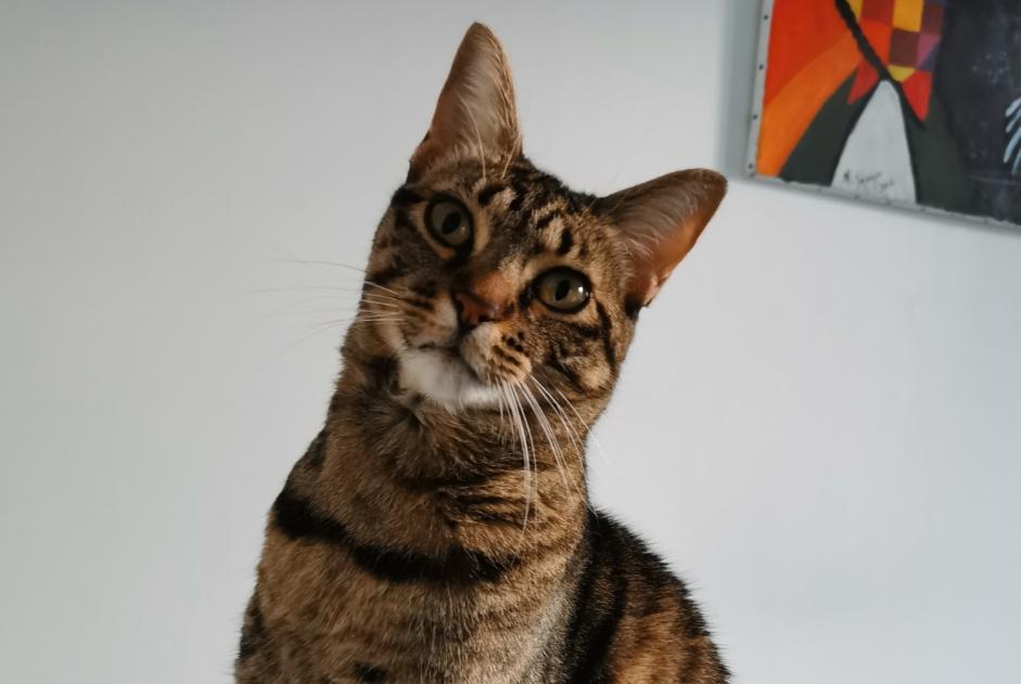Alerte Disparition Chat Femelle , 4 ans Nancy France Alerte Disparition Chat Femelle , 4 ans Nancy France