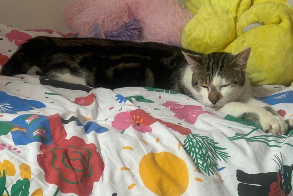 Alerte Disparition Chat Mâle , 1 ans Tomblaine France Alerte Disparition Chat Mâle , 1 ans Tomblaine France