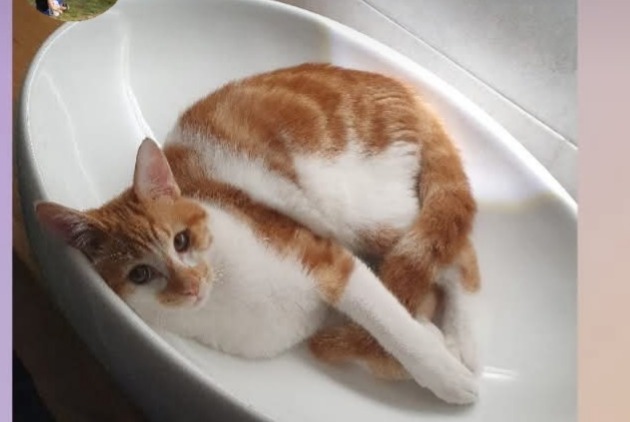 Alerte Disparition Chat Mâle , 1 ans Crusnes France Alerte Disparition Chat Mâle , 1 ans Crusnes France