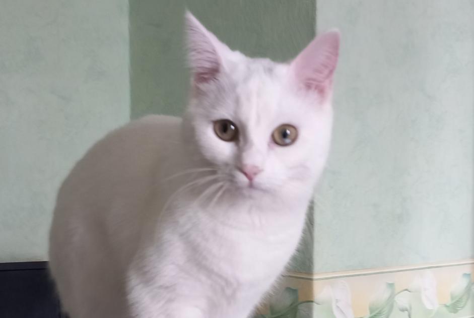 Alerte Disparition Chat Femelle , 2 ans Laneuveville-devant-Nancy France Alerte Disparition Chat Femelle , 2 ans Laneuveville-devant-Nancy France