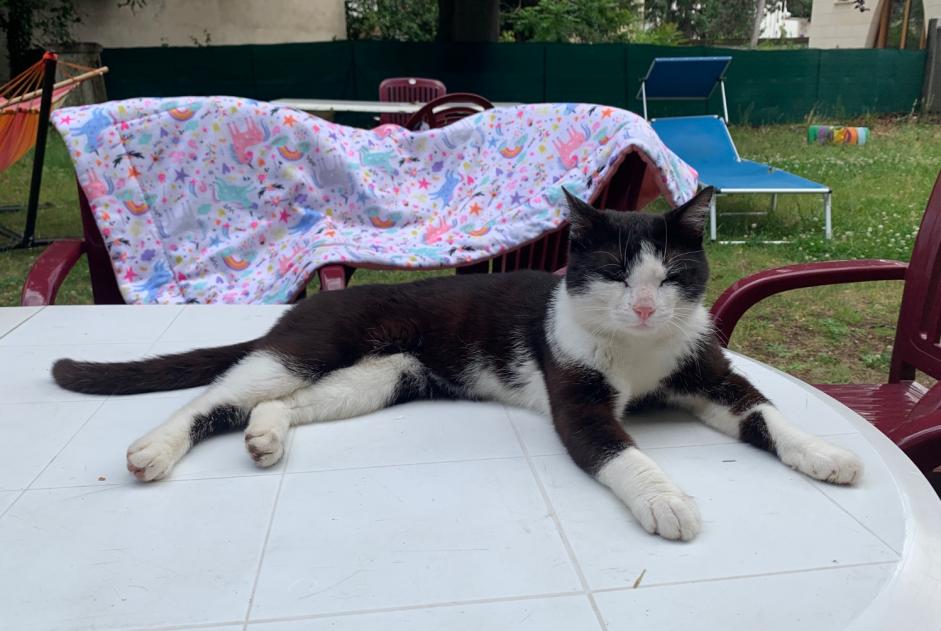 Alerte Disparition Chat Mâle , 2 ans Nancy France