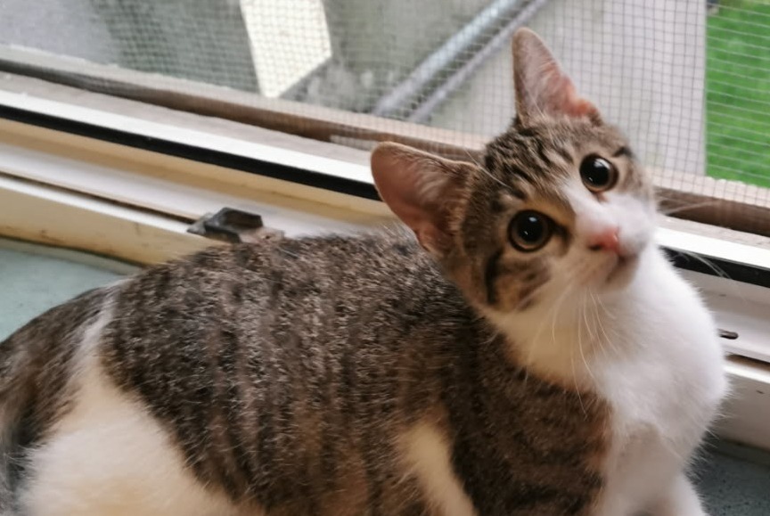 Alerte Disparition Chat Femelle , 1 ans Jarny France