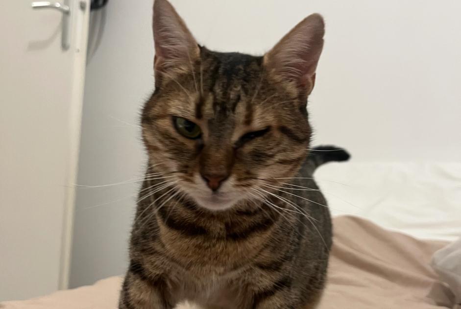 Alerte Disparition Chat Femelle , 4 ans Nancy France Alerte Disparition Chat Femelle , 4 ans Nancy France