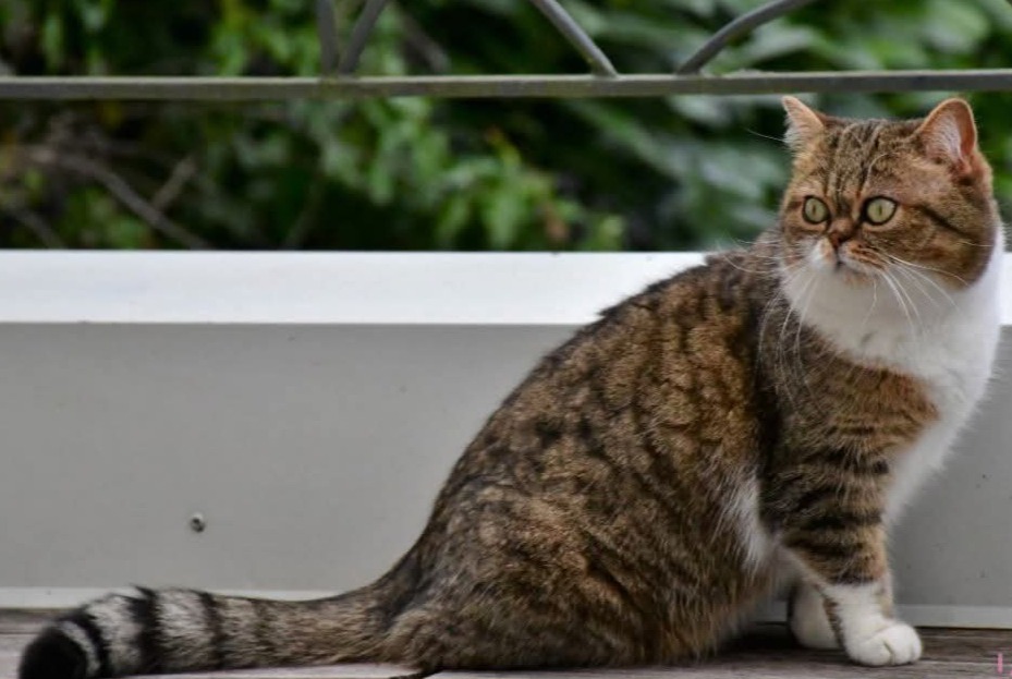 Alerte Disparition Chat croisement Femelle , 11 ans Nancy France Alerte Disparition Chat croisement Femelle , 11 ans Nancy France