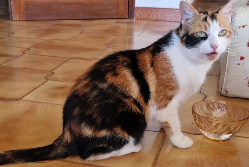 Alerte Disparition Chat Femelle , 3 ans Xirocourt France