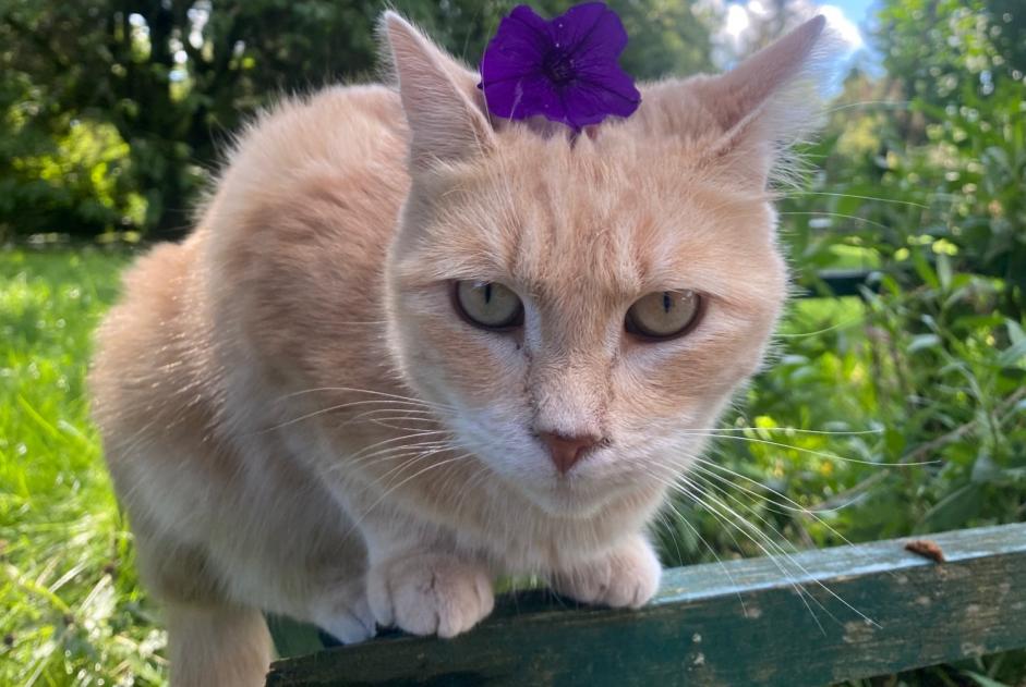 Avviso scomparsa Gatto Femmina , 3 anni Haucourt-Moulaine Francia